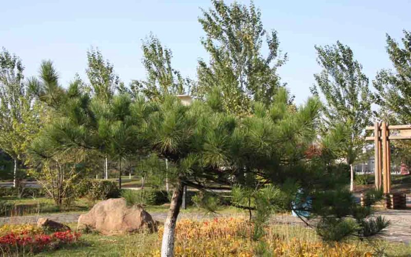 黑龙江生态工程职业学院